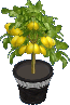 Zitronenbaum